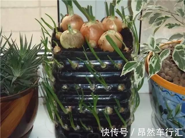 小菜园|养花技巧：一个油桶胜过两花盆，种菜养花好用又省钱！