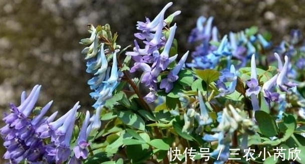 农村|有一种农村野草,以前一直被忽略,现在卖到30元一斤!