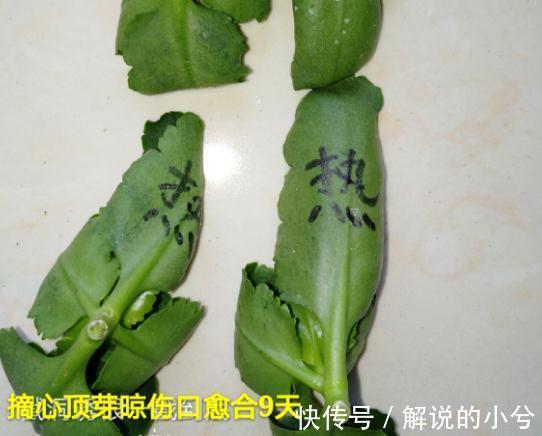 长寿花扦插,学他这样做,1盆能变50盆