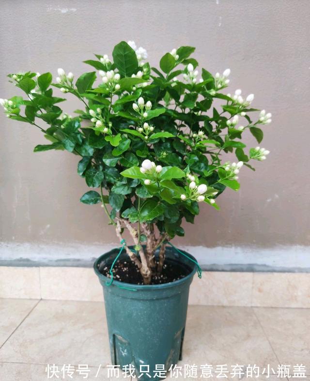 淘汰的茉莉花老桩不要丢，茉莉花老桩3个月的蜕变，光头变帅哥