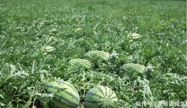 西瓜地|朱元璋微服私访,吃了一瓜农的瓜,离开后却对手下下令:杀了他