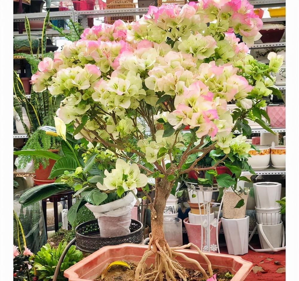 公认好养的“五种花”,漂亮又大气,还能养成老桩,越养越有价值