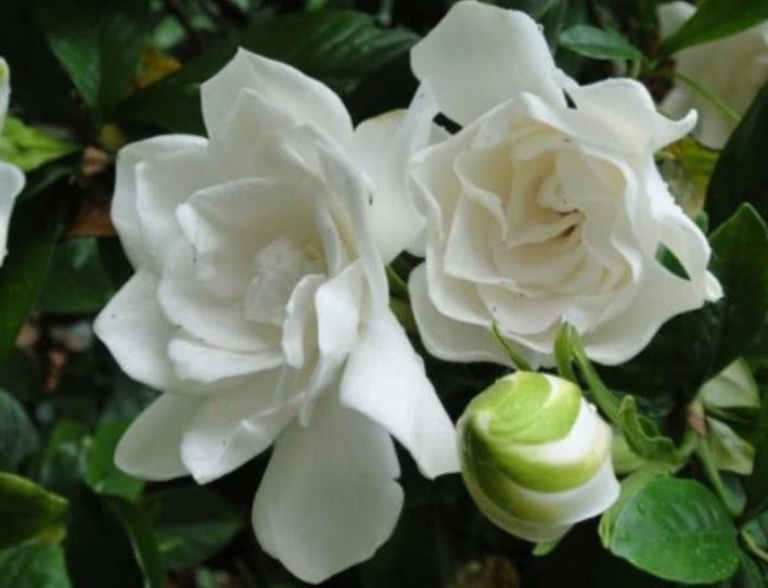 春天养花,不妨养这几款花,花大色艳很漂亮,谁养谁爱