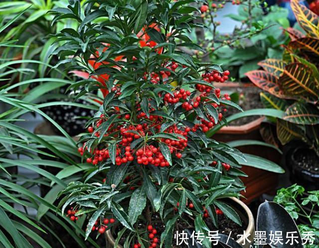 珍惜|春意浓去野外,碰见2种植物要珍惜,带回家当盆栽正合适