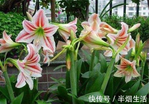 自然环境|朱顶红开花少不开花？牢记3个促花妙招，1年开3次，花开璀璨烂漫