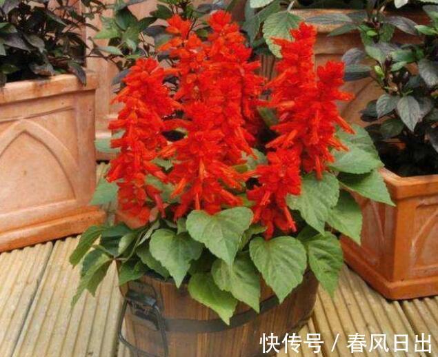 种花|5种花迎来“盛花期”,室内养几盆,那真是太美了!