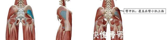 认证|全球第一个被“认证”的真实美臀,腰臀比例完美,如何训练臀部?