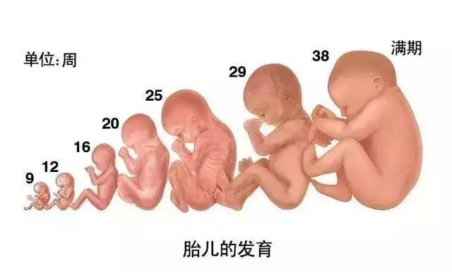 让胎儿更聪明，孕妈别错过3类食物！