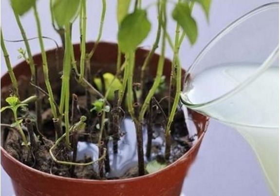 浇花|淘米水浇花“招虫子”多做1步，肥效提10倍，养啥旺啥