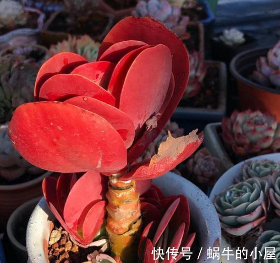 秋冬养这5款红色系多肉,越晒颜色越鲜艳,容易爆盆长势好