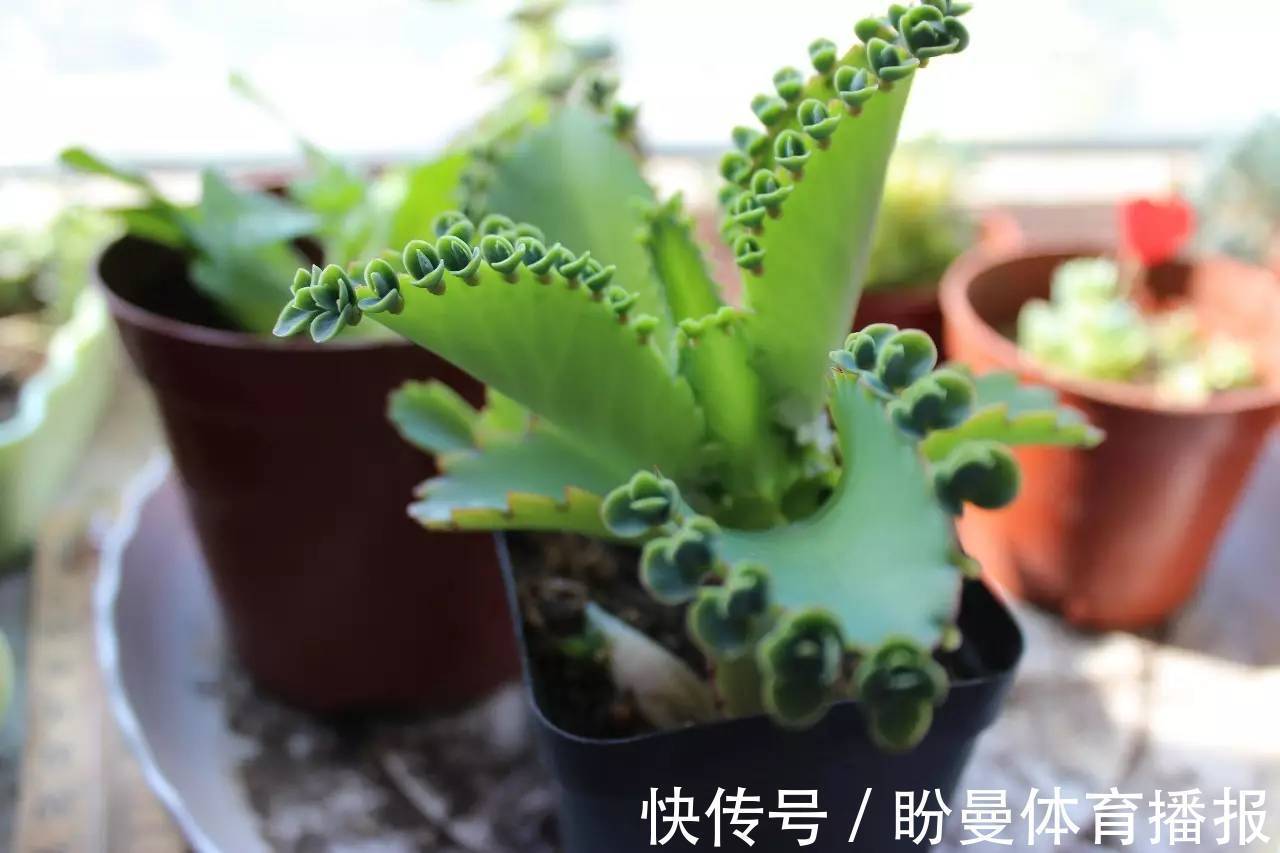 养多肉该照顾好这5点,一旦犯懒,盆栽越养状态越差