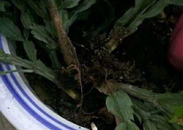 蟹爪兰不爆盆,往这里“剪几刀”,花朵翻倍蹭蹭长