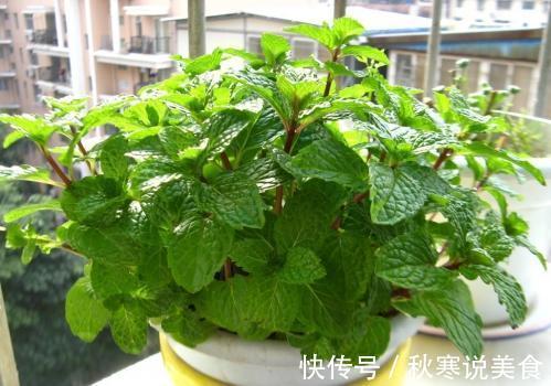 薄荷不用买，扦插就能活，又能长一盆！