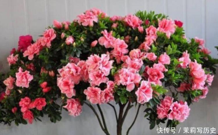 吊壶|适合家里养护的花卉,净化空气没异味,漂亮又好养