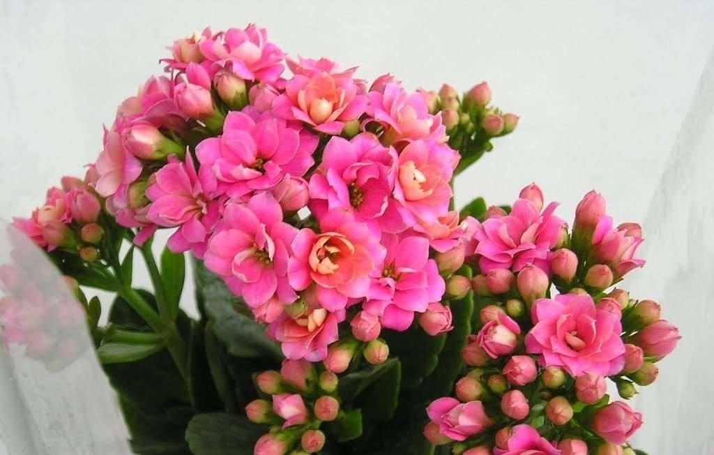 秋养长寿花需要做很多,具体养护步骤都有了,再不打理就晚了