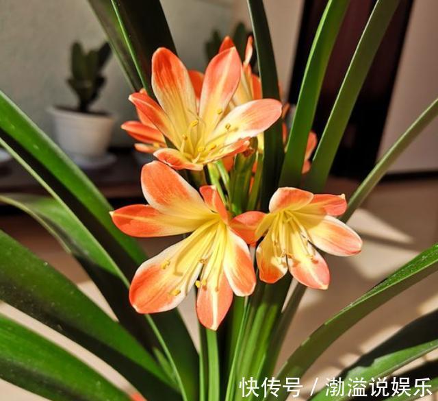 君子兰|给君子兰浇水,有3个“小方法”,不用“十年功”,只要一分钟