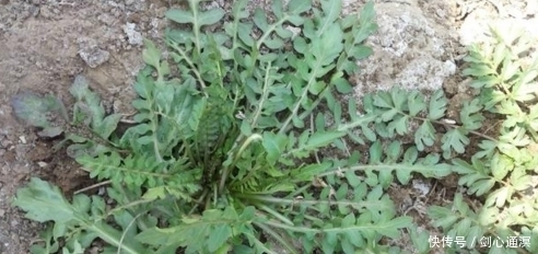 这五种农村的野菜,在城里很少看见,美味健康还有排毒消炎的功效