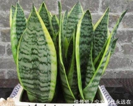 光线|家里光线不好就种这几种花,没有阳光也照样开花爆盆!