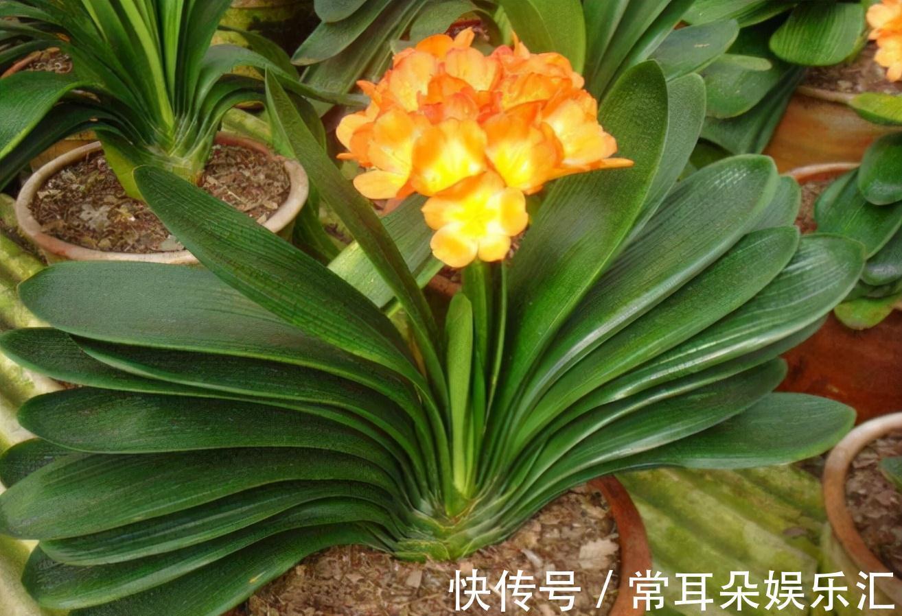 浇水|4个“因素”影响君子兰开花,如果操作不当,就会出现“夹箭”