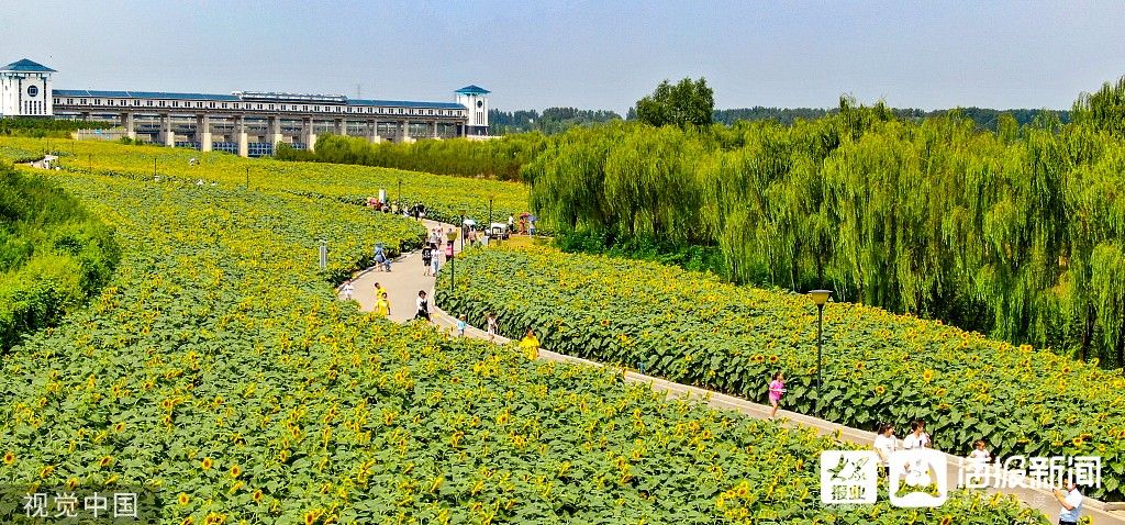 花海|图看日照｜沭河湿地百亩向日葵花开正旺