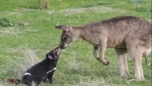 物种 地球不为人知的15大秘密,第一个你就不知道