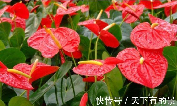 二氧化硫|农历7月20号起,最适合养这些花,花开媲美玫瑰,浇水勤一些