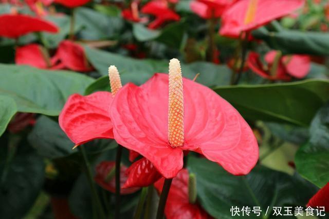 日子|4种“招财花”,家里各养1盆,旺运又招财,日子越过越好