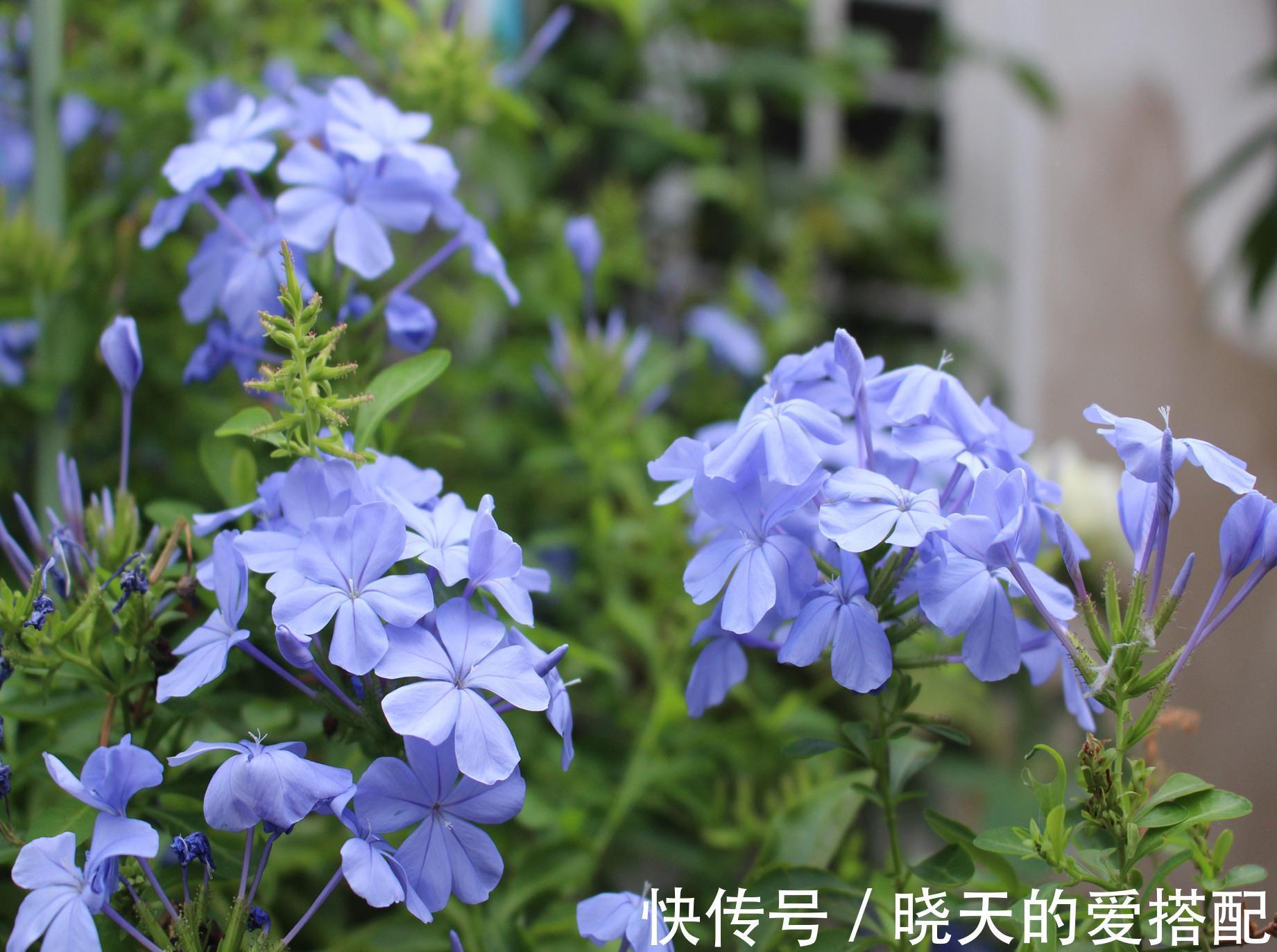 养分|让蓝雪花秋天开花更多的2个方法，不要舍不得，要辣手摧花