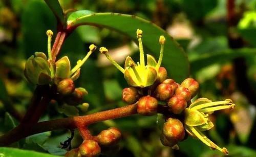 很好辨认的1种藤本植物,别轻易触碰,却是制作盆景的优良素材