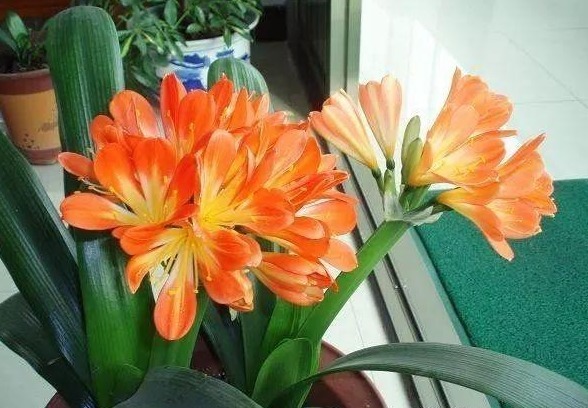 3种花是“醋坛子”,1个月浇“1杯”,不黄叶、不掉蕾,呼呼长!