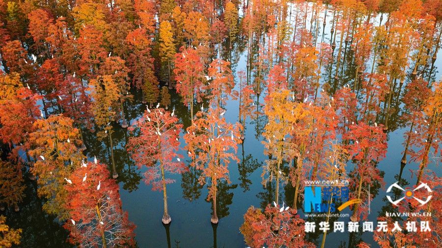 涨渡湖|新华网镜头下的武汉涨渡湖湿地：初冬红叶美，候鸟翩翩飞