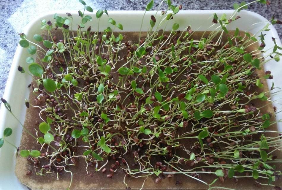 苜蓿芽菜|这菜有“营养”,一把种子发芽多,农村家家有,很充饥!