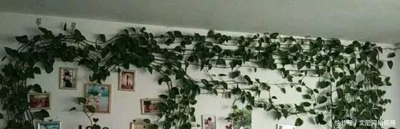 家里|给绿萝“吃个鸡蛋”,轻轻松松长满墙!