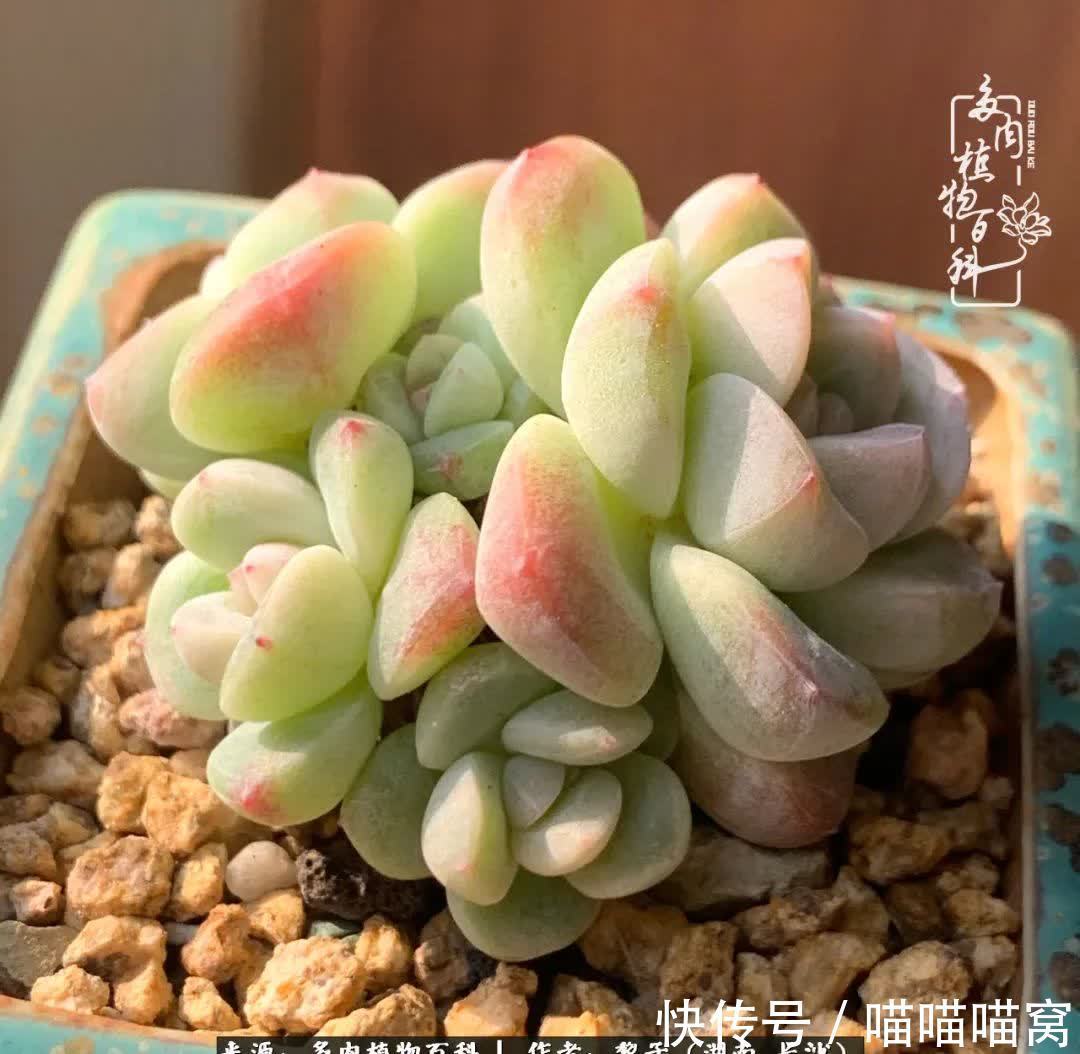 最温暖不过人间烟火,来自逆挂区的多肉!