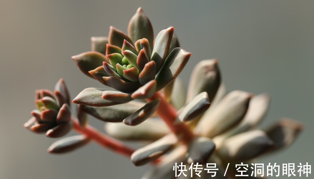 冻伤|冬天养多肉,记住七句口诀,能把“瘦肉”养成“肥肉”