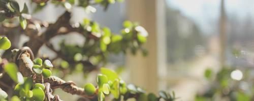 冬天养玉树“3多1少”，不仅长绿叶，还能“育新苗”，越养越旺