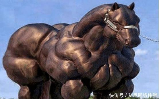 牛群|当初那头因“史泰龙身材”走红的肌肉牛,被成为网红后,结果怎样了