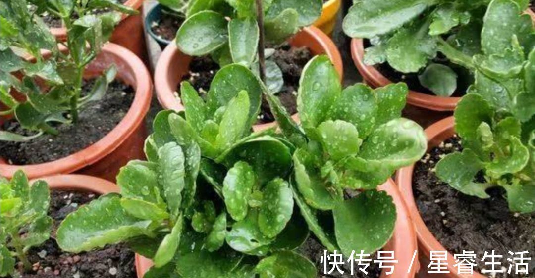 休眠|夏天3种花要休眠,要给它控水停肥,不然容易发生腐烂