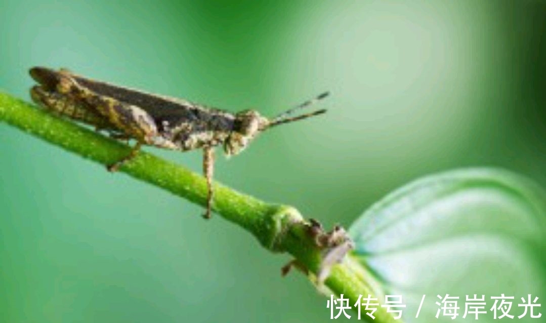 露叶#野渡征联78期:天上乌篷耕绿水,征诗征对,并优秀作品41副选登