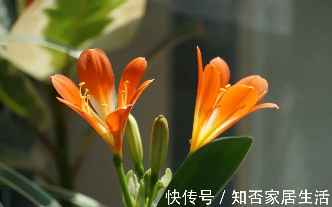 花苞|天热了,20种花最怕浇水,浇得越多,死得越快!