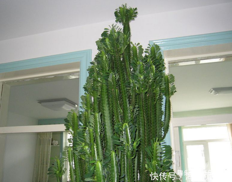 遇见|在外遇见“它”,记得买回家,是“镇宅辟邪花”,很多人都抢着养