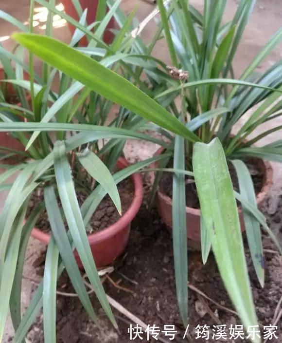 绿萝|4种花爱“吃土”,1年不换盆,盆里全是根不见土,换盆才能长好