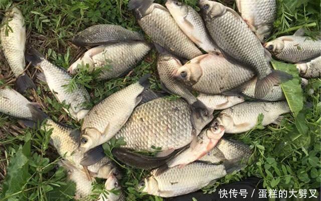 惊蛰前后钓鲫鱼，鱼多数“藏”在这些位置，遇上了赶紧“抢”