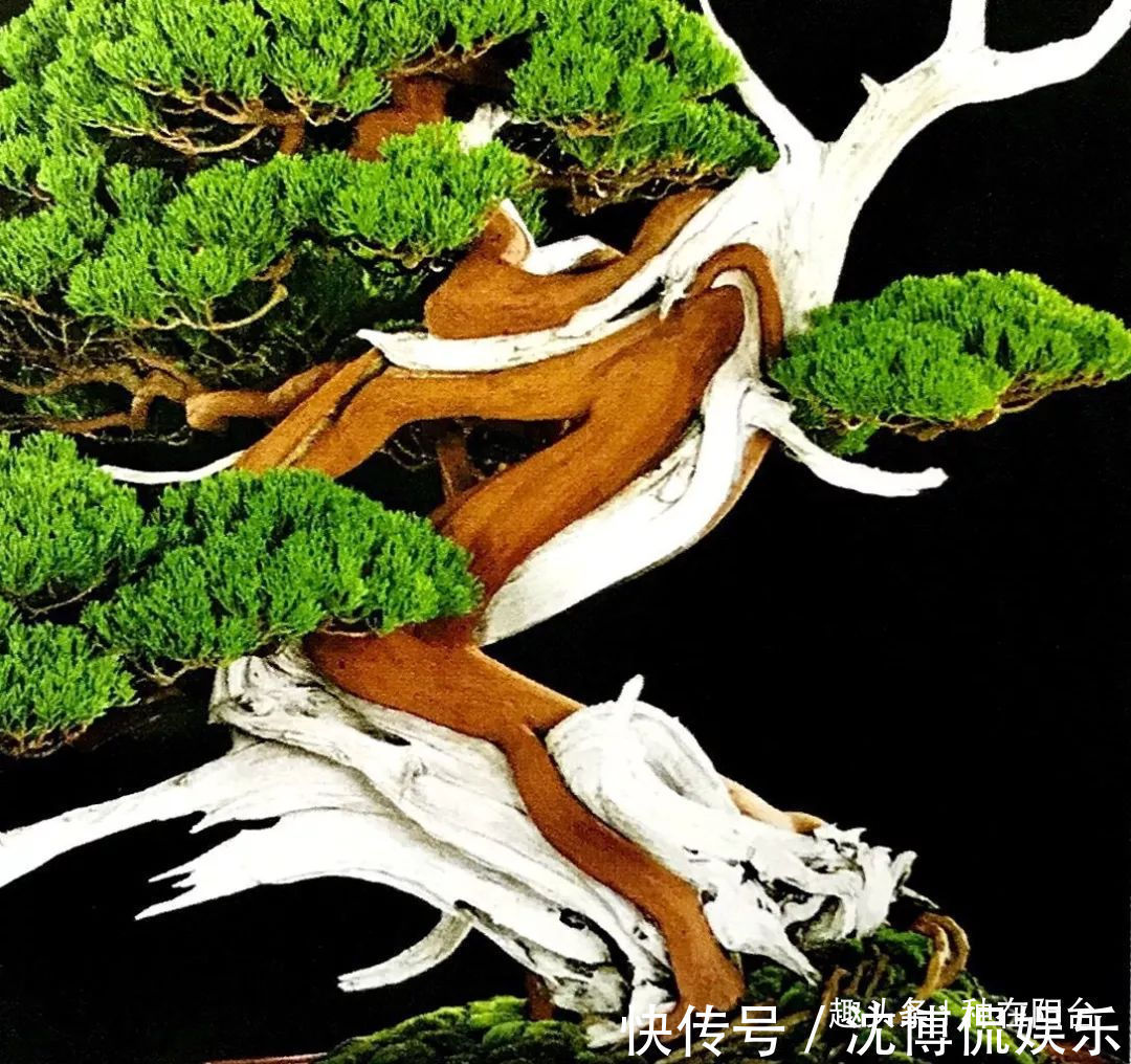 台友们|老实交代,你们觉得盆景制作步骤太难记吧那就念这十字箴言咯!