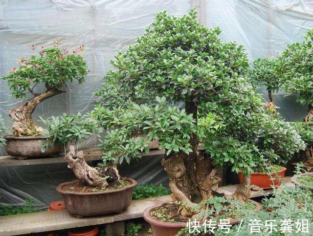 桂花|“便宜”的2种花,养在阳台上,越来越“值钱”,寓意好,太值!