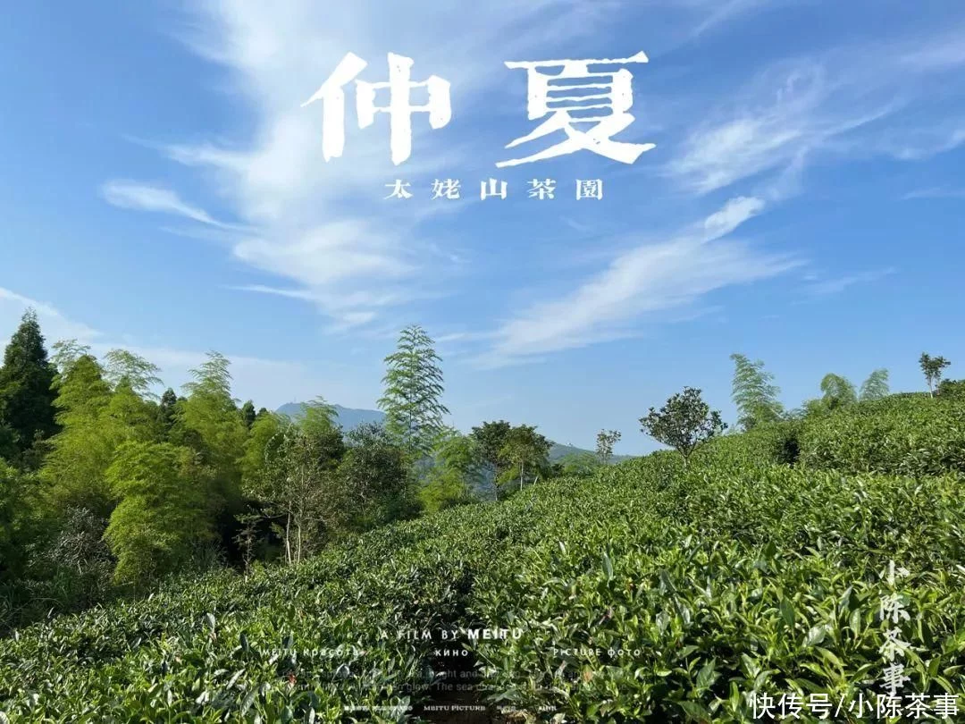 夏天适合煮茶喝吗?白茶、岩茶、红茶,六大茶类中哪些茶适合煮?插图1 夏天适合煮茶喝吗?白茶、岩茶、红茶,六大茶类中哪些茶适合煮?插图1