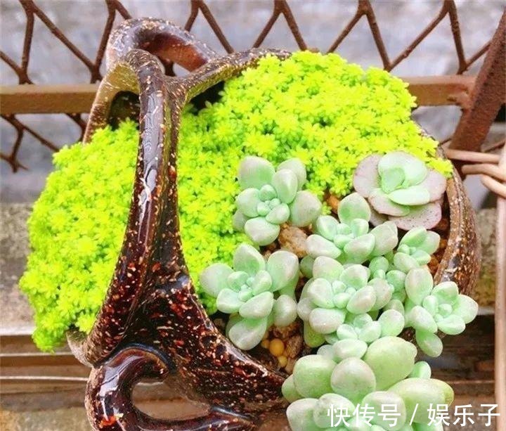 多头多肉|多肉爆盆的4种方法,简单还有效,轻松一盆变多盆!