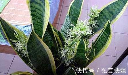 你知道虎皮兰还能开花吗只需做“3点”，开花简单，清香飘满屋