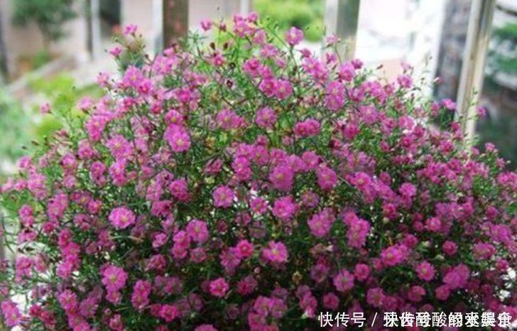 种花|4种花是开花机器，开起花来拦不住，全年都在开花美极了