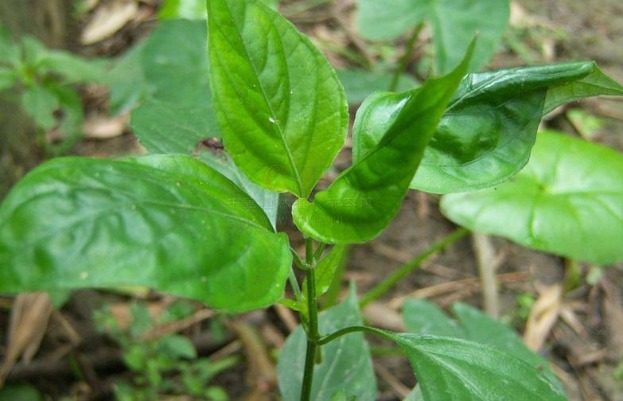 祛风|立秋后，不妨常食此菜，能补气活血、祛风止痛、补肾，还防感冒